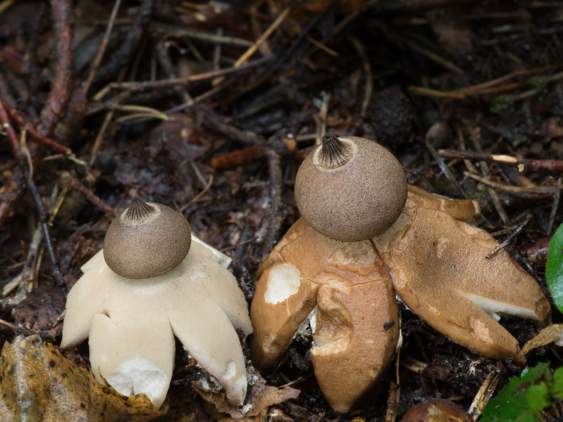 Geastrum berkeleyi